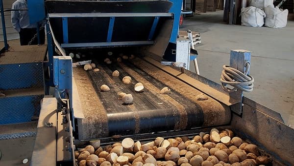 Potatoes moving along a sorting conveyor